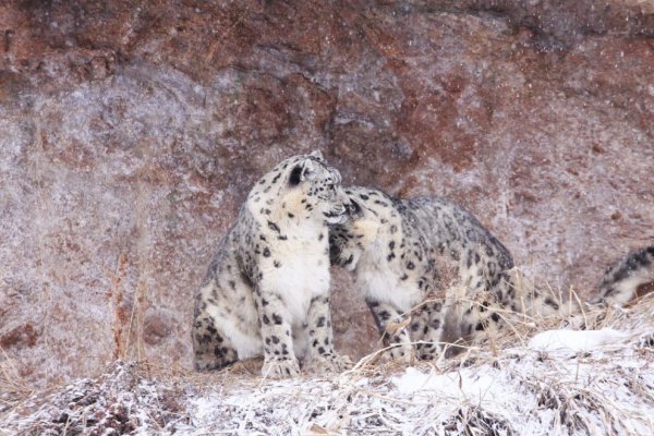 Гиссарский заповедник снежный Барс