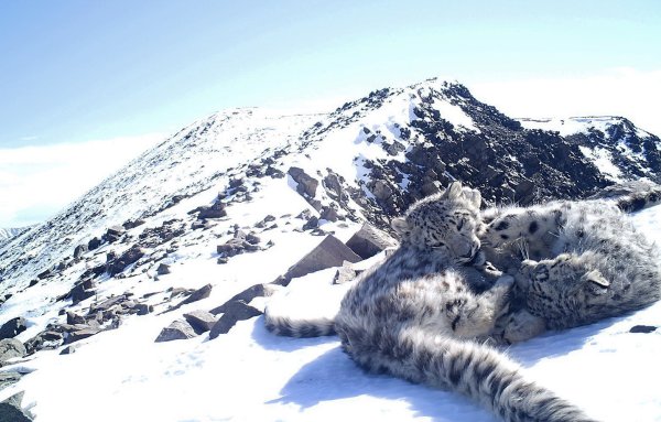 Снежный Барс Республика Алтай