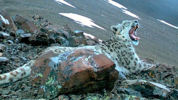 Снежный Барс фильм 2021