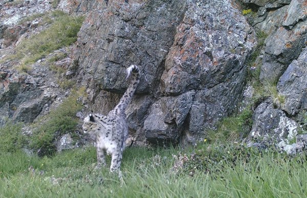 Фотоловушки снежного Барса на Алтае