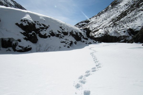 След снежного Барса