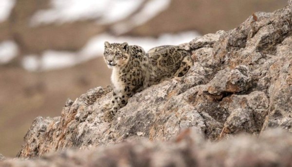 Снежные Барсы короли маскировки