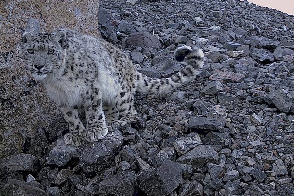 Снежный Барс Хоргай