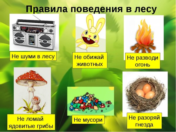 Правила поведения в Дему