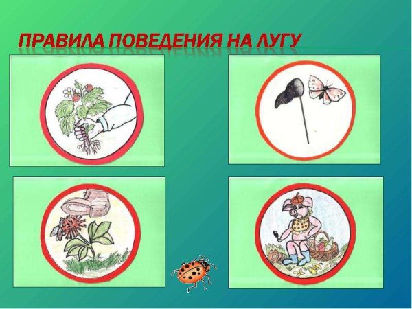 Правила поведения на лугу