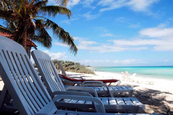 Шезлонг под пальмой