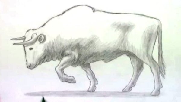Снежный бык рисунок