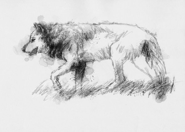 Шукшин волки иллюстрации