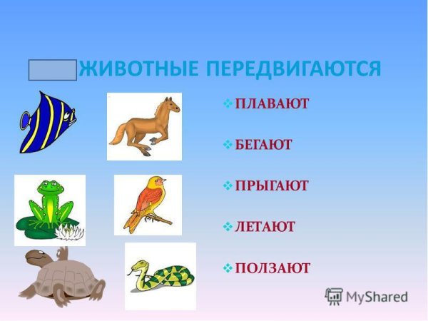 Способы передвижения животных для детей