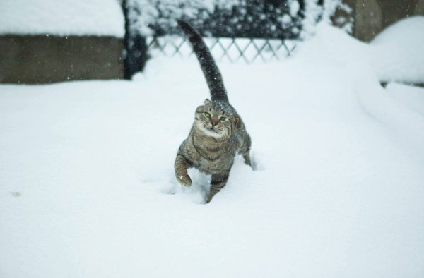 Снежок выпал