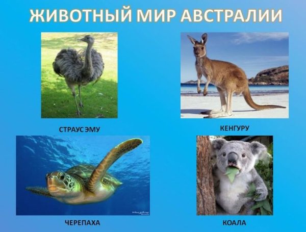 Материк Австралия животные