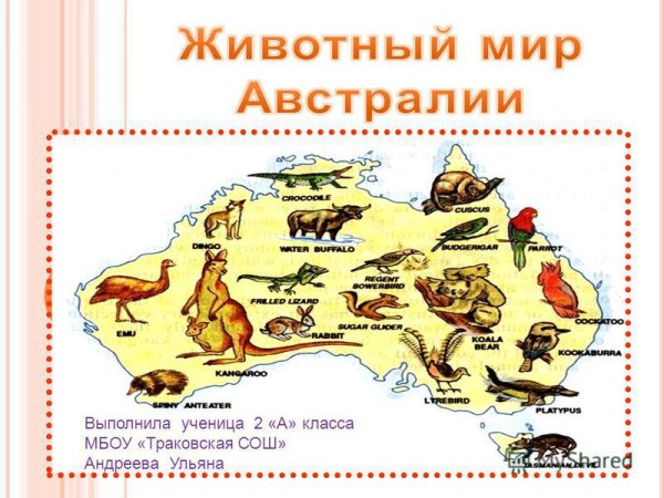 Материк Австралия обитатели