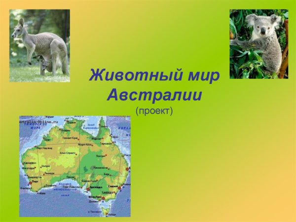 Проект животные Австралии 7 класс
