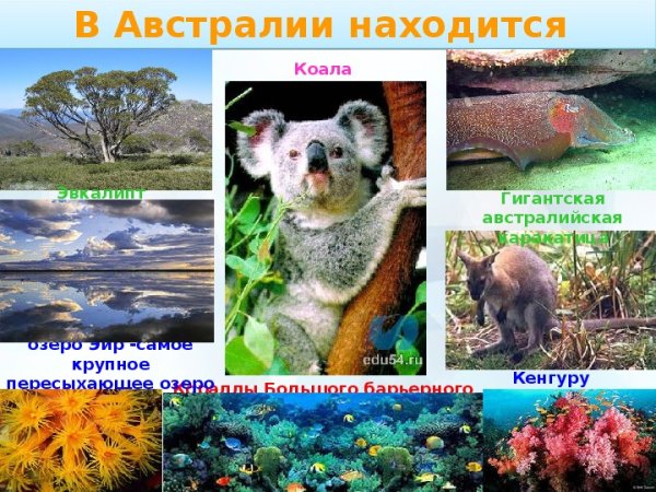 Австралия 2 класс окружающий мир