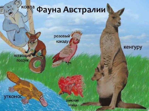 Животные Австралии для детей