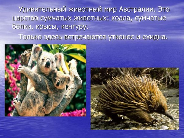 Особенности животных Австралии