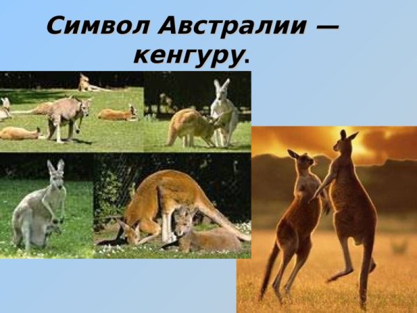 Кенгуру символ Австралии