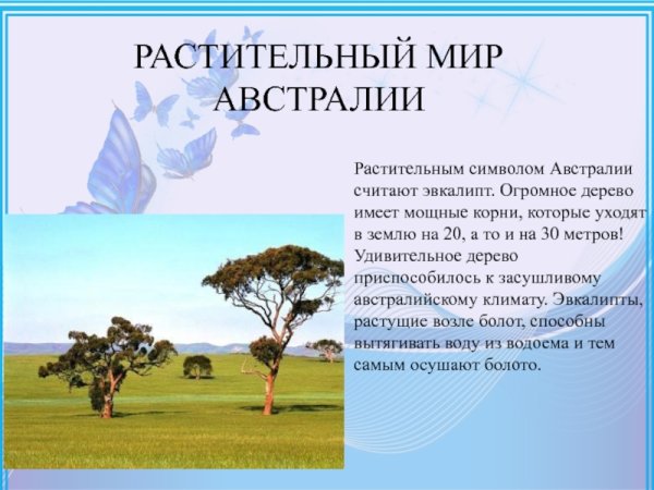 Животные и растительный мир Австралии