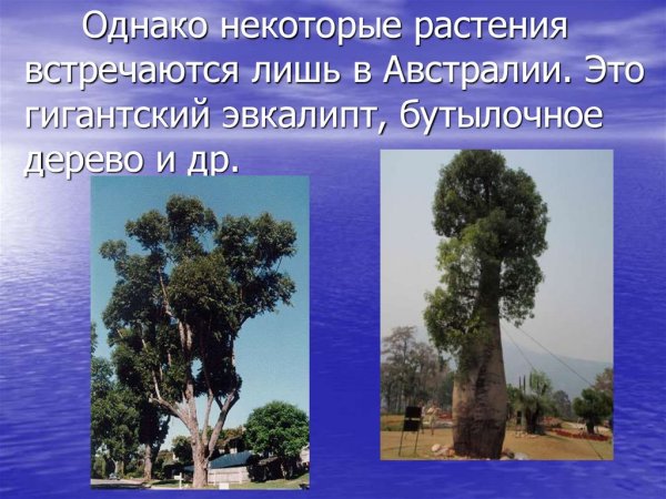Эвкалипт и бутылочное дерево