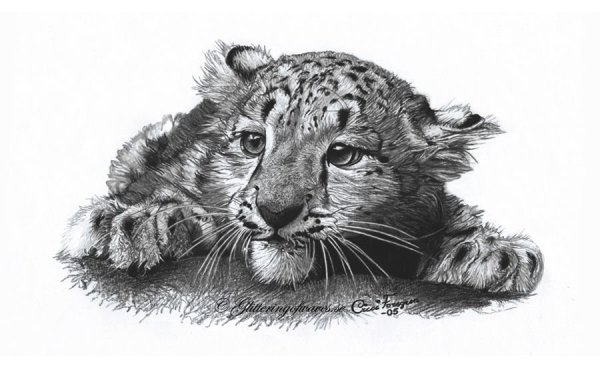 Зарисовки диких кошек