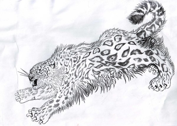 Снежный Барс эскиз