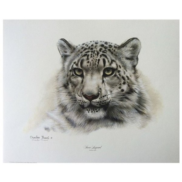 Снежный Барс эскиз