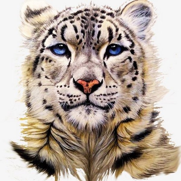 Снежный Барс акварель