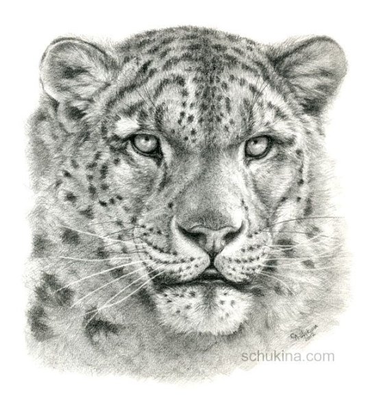 Ирбис эскиз