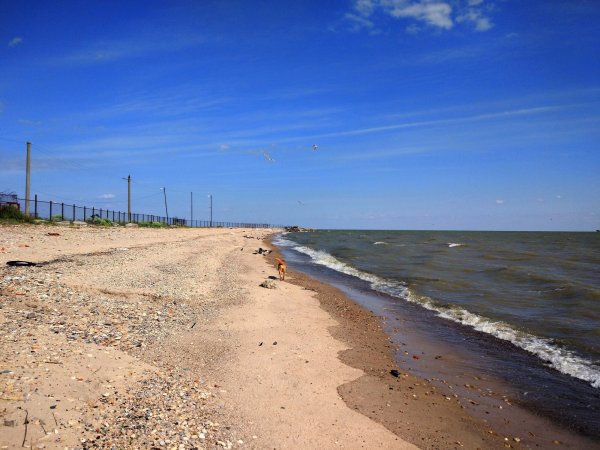 Собачий пляж Таганрог