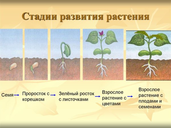 Прорастание семян огурца схема