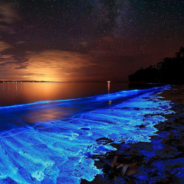 Ночесветка Noctiluca