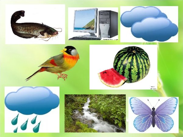 Предметы живой и неживой природы