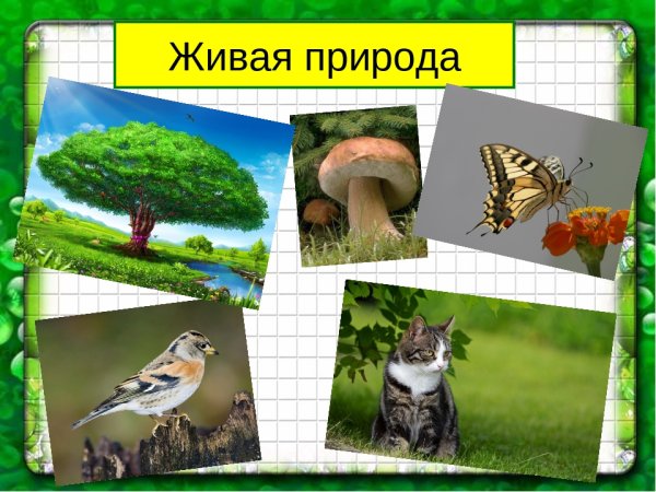 Живая природа для дошкольников
