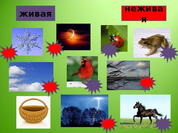 Живая и неживая природа для дошкольников