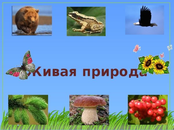 Живая и неживая природа