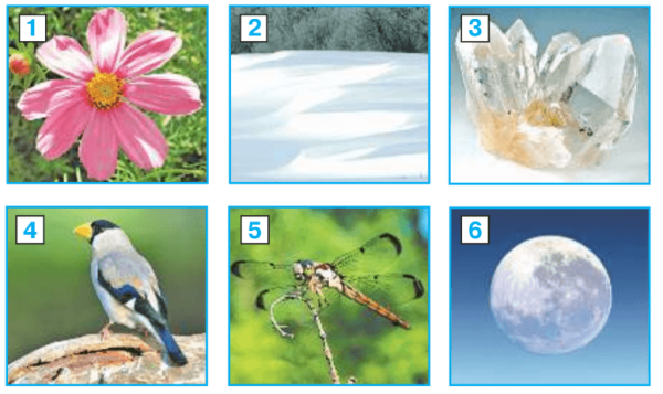 Какие фотографии подойдут для альбома Живая природа