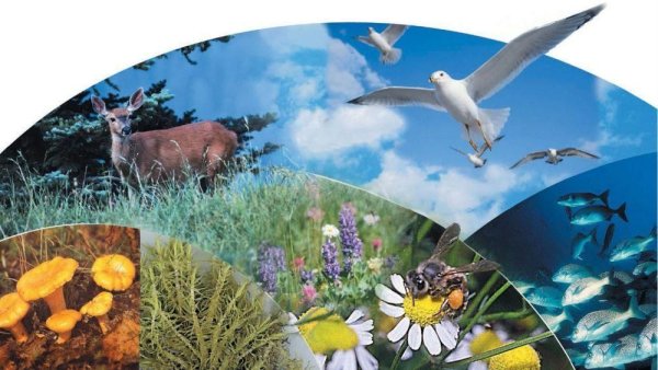 Мир живых организмов