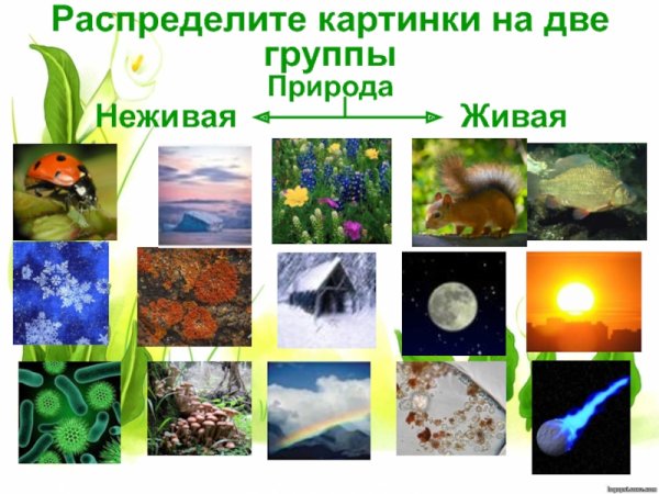 Живая и неживая природа