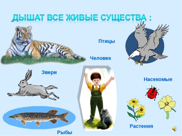 Кому нужен воздух картинки для детей