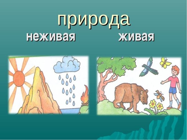 Живая природа и неживая природа