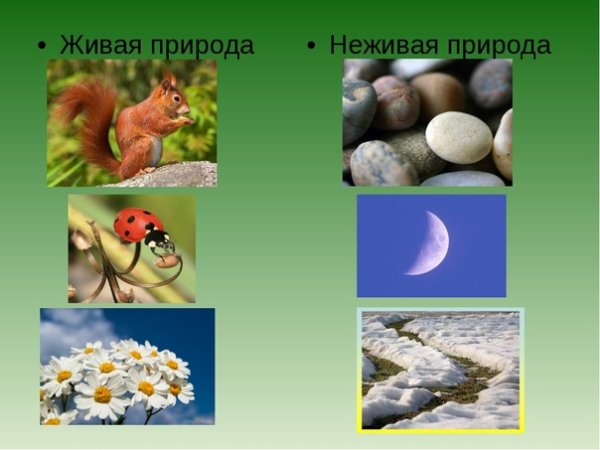 Живая природа и неживая природа