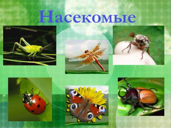 Разнообразие насекомых