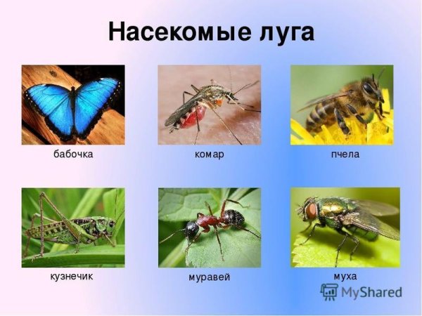 Насекомые Луга