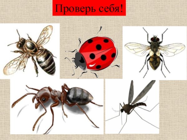 Окружающий мир насекомые