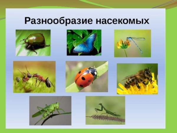Многообразие насекомых насекомых