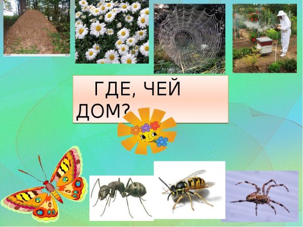 Мир насекомых для детей средней группы