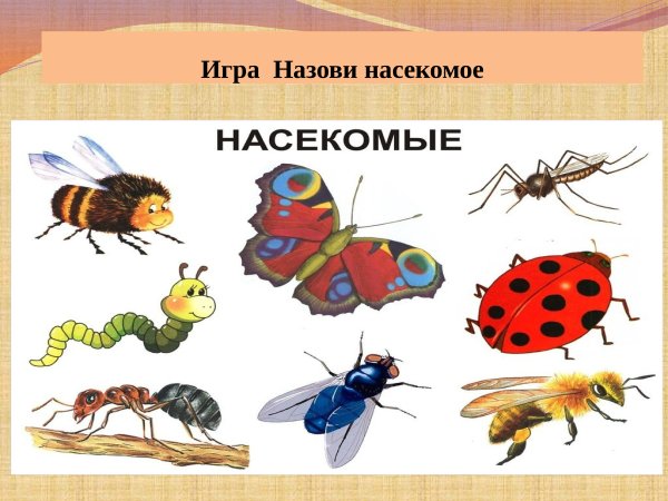 Тема насекомые