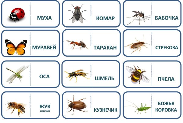 Насекомые для дошкольников
