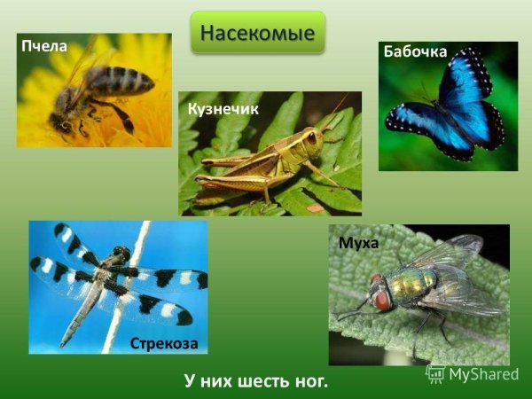 Окружающий мир насекомые