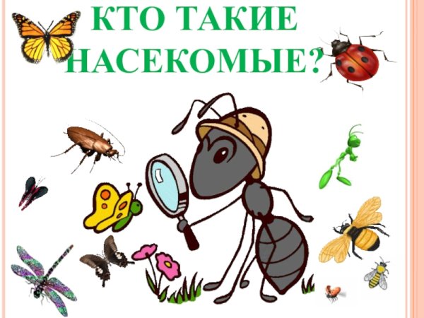Кто такие насекомые
